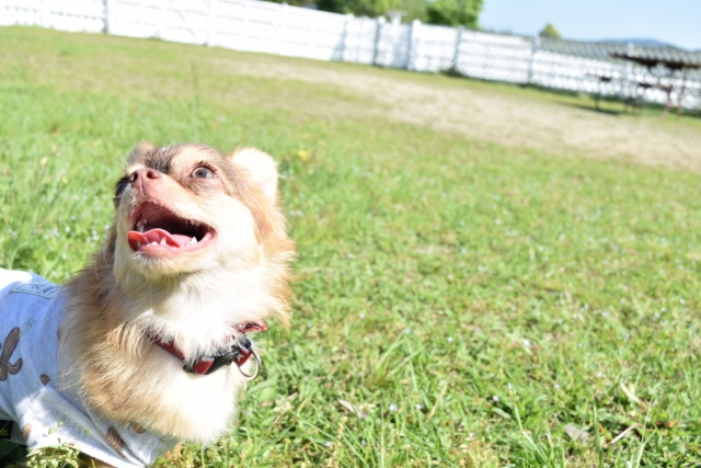 チワワたち犬のサマーカットは要注意 毛質が変わったり熱中症を招く チワワファンクラブ チワワの魅力のすべてが分かる