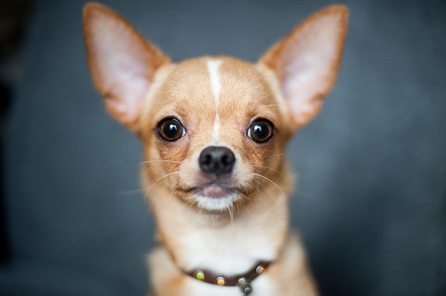 チワワが興奮して飼い主を噛んだ 原因と愛犬の噛み癖のしつけ方法 チワワファンクラブ チワワの魅力のすべてが分かる