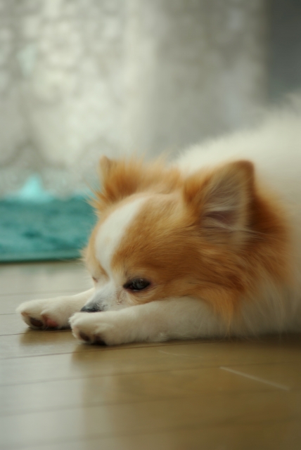 チワワたち犬がほふく前進するって知ってた 原因や心理を探れ チワワファンクラブ チワワの魅力のすべてが分かる