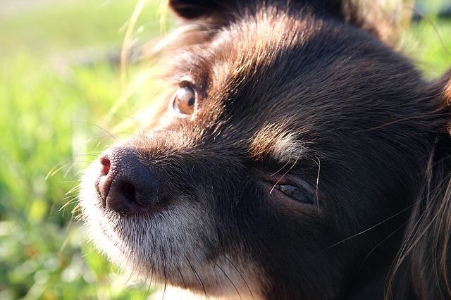 チワワたち犬が飼い主に うー と唸り声をあげる時の心理と対応方法 チワワファンクラブ チワワの魅力のすべてが分かる