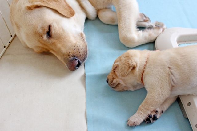 緊急性が高い犬の胃捻転は放置すれば命取り 原因と症状と好発犬種 チワワファンクラブ チワワの魅力のすべてが分かる